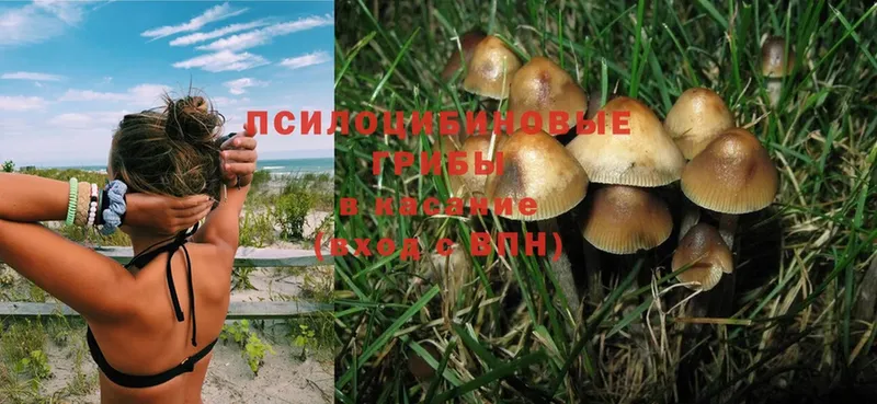 Галлюциногенные грибы Psilocybe  Вуктыл 